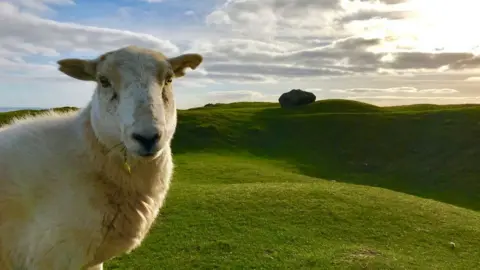 Sian Edmunds Sheep at the Blorenge near Abergavenny