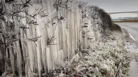 Icicles form a waterfall-effect in a hedge near Ipswich.