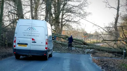 Fallen tree near Old Deer village in Aberdeenshire