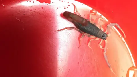 RSPCA The olive thick tail scorpion