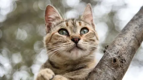 Getty Images A cat sat on a tree branch