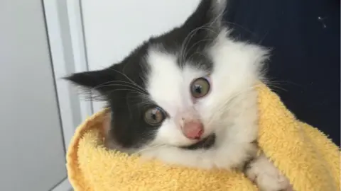 RSPCA Kitten