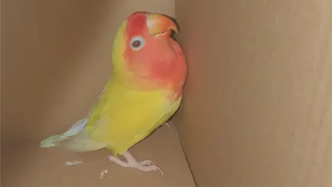 RSCPA Cymru Lovebird found in Merthyr