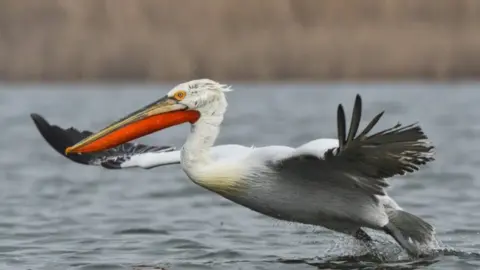 Sebastian Bugariu/Rewilding Europe Pelican flying over water