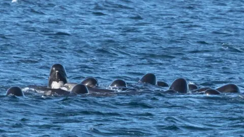 Karen Munro Pilot whales and dolphins