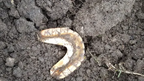 Hansons  The teeth as they were found in Waterstock