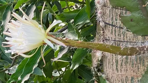 CUBG Moonflower bloom