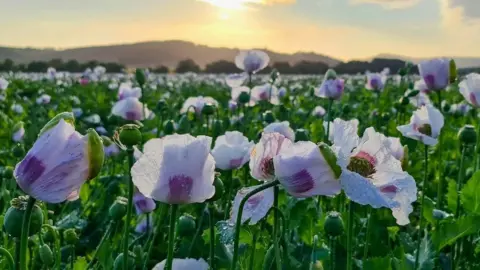 Sharon Field Photography White poppies in a field