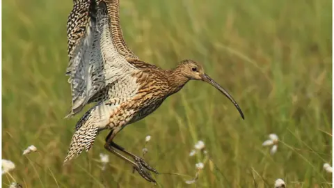 John Hawkins curlew