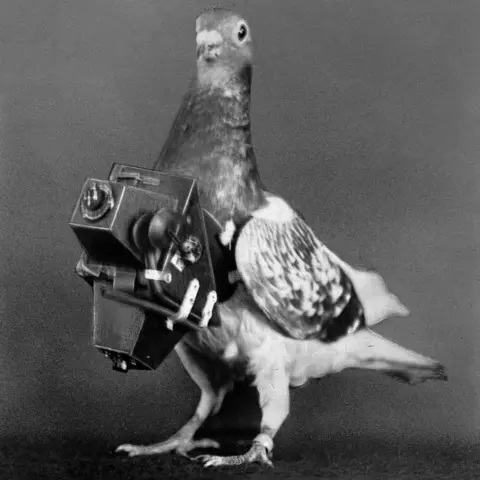 Getty Images Pigeon photographer with his camera, France, about 1905-1910