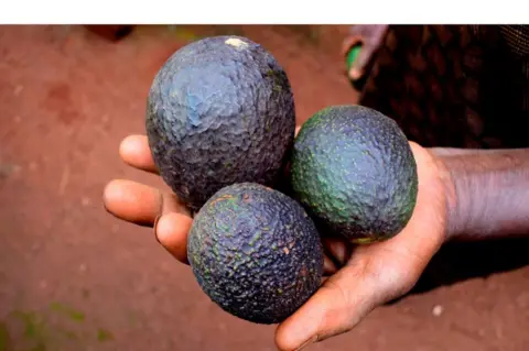 Three avocados held in a hand