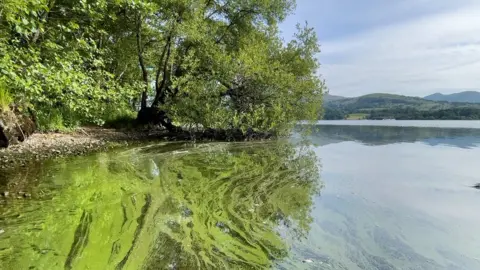 Matt Staniek A blue-green algae bloom at Windermere in June 2022