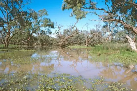 Getty Images A box swamp in the far northwest of New South Wales with nardoo (Marsilea drummondii) floating in the foreground