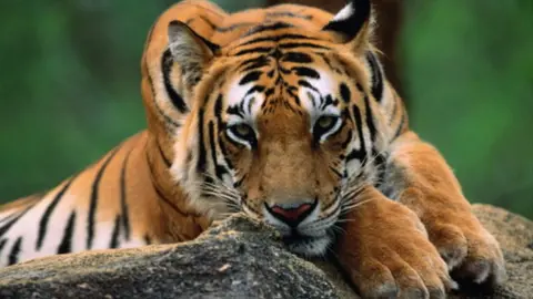 Getty Images Indian tiger