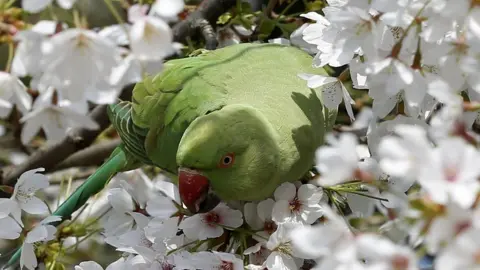 Getty Images Parakeet