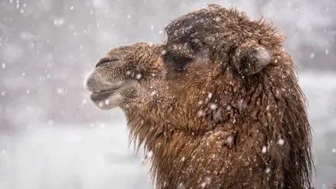 West Midland Safari Park Camel in the snow