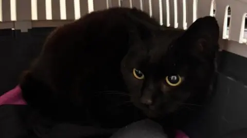 WISTERIA CAT RESCUE Candi the black cat sits on a cushion by a radiator and looks at the camera with wide green eyes.