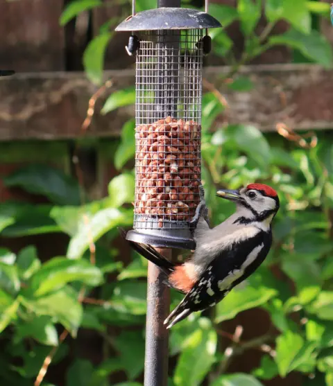 Ken Carson A black and white woodpecker with a red head on a bird feeder in a garden. There is a fence with bushes in the background.