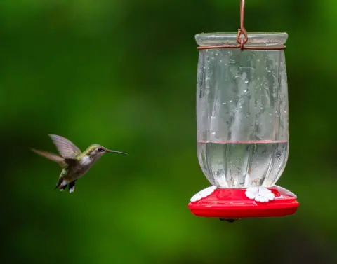 Carlos Gomez Llata ​​Small blue and brown bird flying towards the water trough