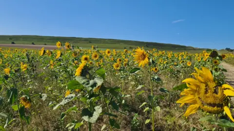 A field full of sunflowers in the sunshine. A sunflower on the right appears to have had some of its seeds removed to appear that the flower has a somewhat creepy face.