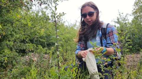 Ellyn kneels among dense green vegetation, holding an open cloth bag while carefully collecting seeds or plant material from the surrounding plants. Hedgerows and shrubs surround her. She has long dark hair and wears sunglasses and a blue and red plaid shirt over a blue top. 