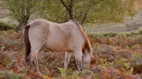 A light brown horse grazes in a field of ferns and bracken which are green and multiple different shades of brown. There are two trees behind the horse and the light from the sunrise is just glinting off the horse's mane