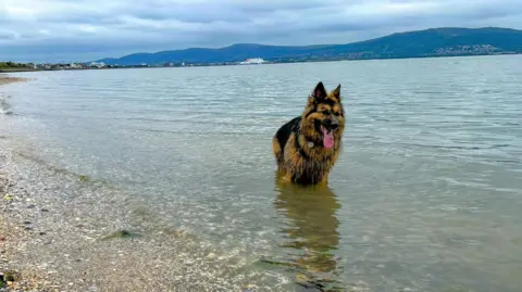BBC WEATHER WATCHER IAN A long-haired tan and brown German Shepherd type dog is standing in the sea with its pink tongue hanging out as it cools down. The beach has pebbles and stones on it and there are mountains in the background.