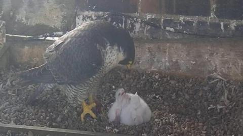 Peregrine falcon with chicks