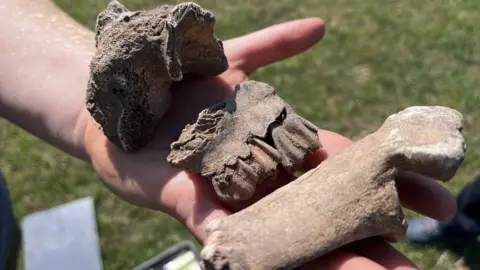 Three pieces of bone held in someone's palm