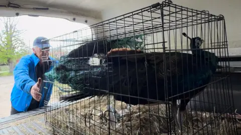 Jamie Niblock/BBC A peacock in a wired cage that is being removed from the back of vehicle by a farm park employee wearing a blue coat and blue cap. 