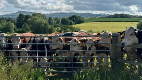 BBC Weather Watchers / Welchy Ludlow cows