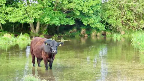 Maz A cow wading in a river and looking at the camera with trees and greenery behind it.