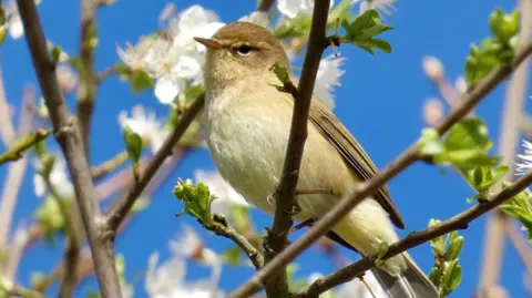 A small bird sits in a tree which has new blooms forming on its branches on a sunny day. The blue sky can be seen behind the bird and tree.