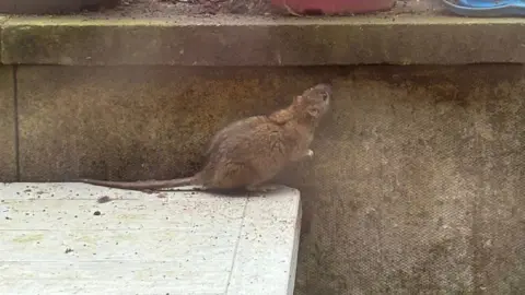 Charlotte Lee A close-up of a rat crouching on a step looking up at a red plant pot. 