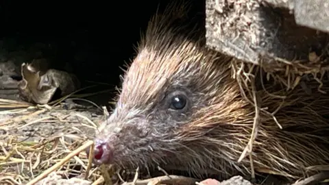 The image shows a hedgehog's face poking out from beneath a building.