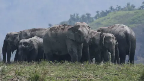 Getty Images A herd of wild Asian elephants in Thakurkuchi village, on the outskirts of Guwahati, India, on 1 April 2024. 