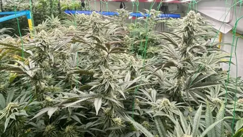 A large number of cannabis plants growing in a room with a lighting rig and wiring.