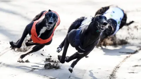 PA Media Three greyhounds race round a bend on a track, wearing vests and muzzles 