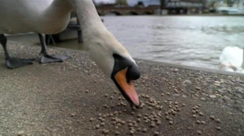 A swan eating
