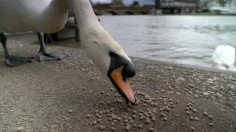 BBC A swan eating