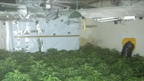 Northamptonshire Police Interior of house, showing floor covered in green-leaved plants. There is a large black pipe entering the room through a wall, with insulation foam around the outside. There are pipes above. There is a large rectangular object behind the plants which is covered in white sheeting. There are fluorescent lights hanging from the ceiling.  