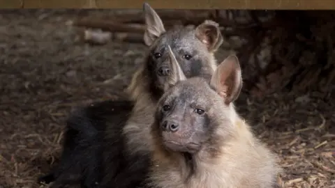 Flo and Quinn are lying along side each other with their heads pointing in the same direction. One has upright ears while the other has one slightly floppy ear. Their long ruffs are pale brown and the fur on their bodies is darker brown. Their eyes and noses look dark brown or black. They are lying on a bed of twigs. 