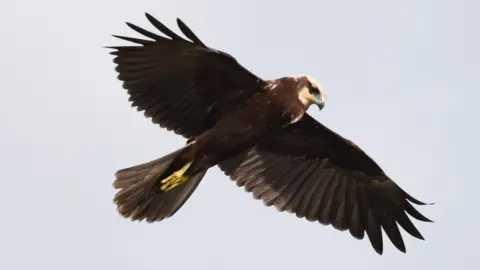 Harry Tucker/Natural England A Marsh Harrier bird in flight with its wings spread. It is brown with yellow feet and a slightly pinkish head. 