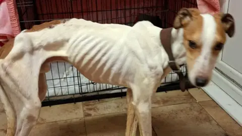 WRS The dog is very skinny with bones clearly visible. He is brown and white with a brown collar on