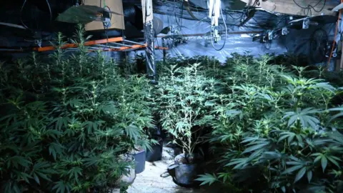 A dark room filled with dozens of tall cannabis plants 