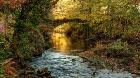 Keith O Brien A thick forest surrounding a brook with a rapid and a glassy pool bathed in golden light. Above the pool is a plant encrusted ancient bridge