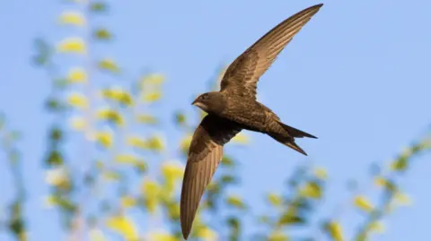 A swift.