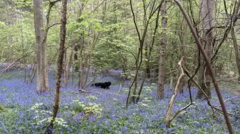 Steve Mogie A peaceful woodland scene in spring. The forest floor is densely covered with small blue-purple flowers, creating a carpet-like effect across the landscape.