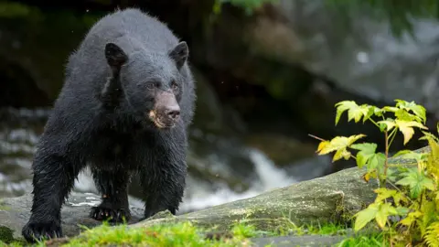 Getty Images A black bear near a stream