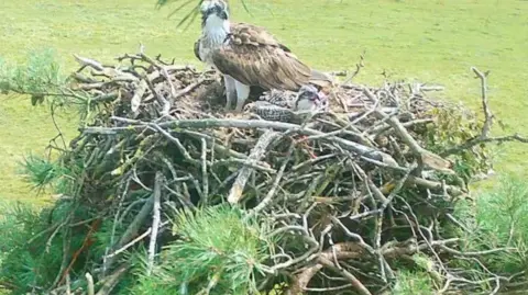 A pair of ospreys, predator birds with a brown and white feathers, which grow darker and form a shadow around their orange eyes. They are in their nest, which looks like a particularly tall pile of sticks.